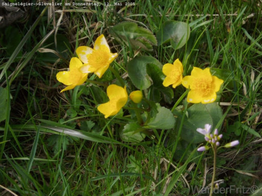 Bergfrühling