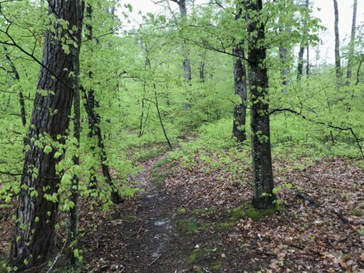 Wunderschön frischer Frühlingsbuchenwald