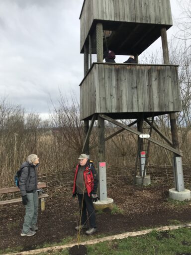 Aussichtsturm im Moos