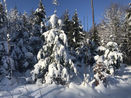 Wunderbarer Winterwald