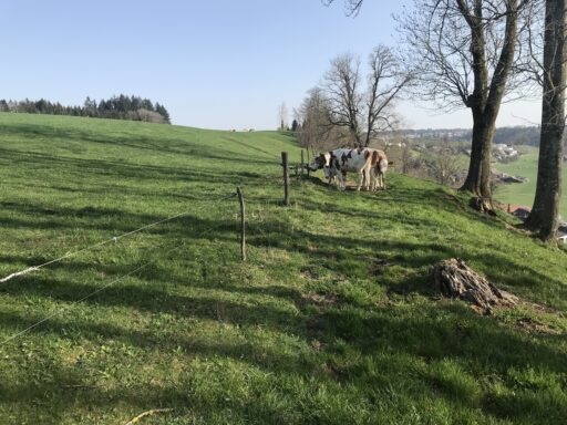 Ländliche Idyll oberhalb Bremgarten BE, Foto: Fritz