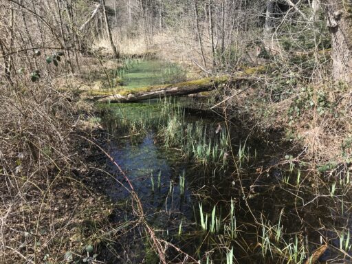 Im Löörwald, Foto Fritz