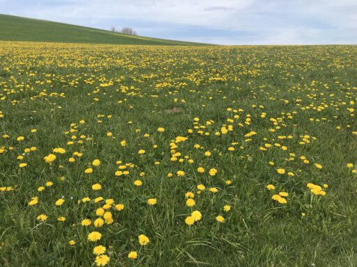 Es ist Frühling