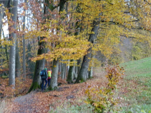 Farbenprächtiger Herbstwald