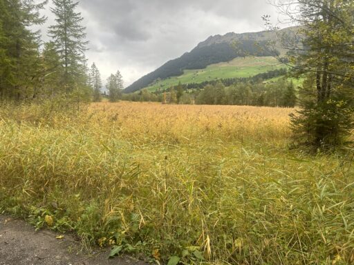 Herrliche Riedlandschaft