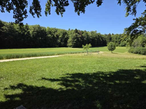 Wiesen und Wald >>>Sonne und Schatten